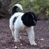 Chiot Landseer Faun et Combo z laderova